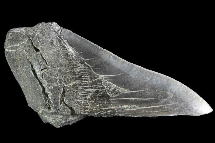 Partial Fossil Megalodon Tooth - Serrated Blade #89450